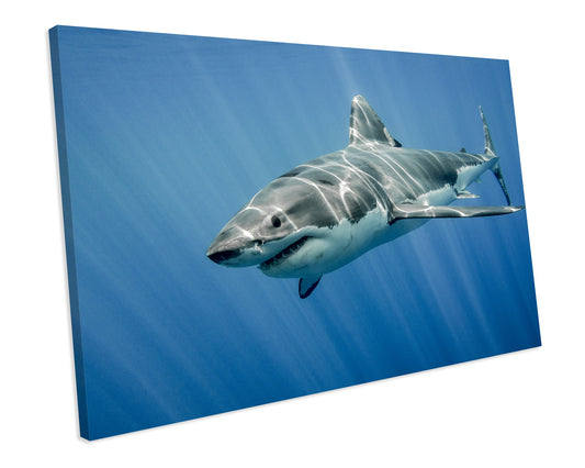 Great White Shark Animal Wildlife CANVAS WALL ART Box Framed Picture Print