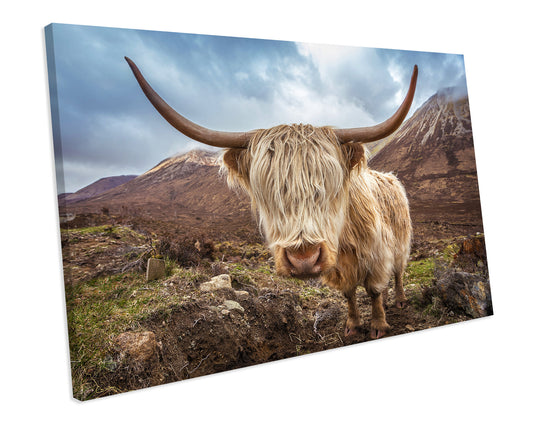 Highland Cow Animal Wildlife CANVAS WALL ART Box Framed Picture Print