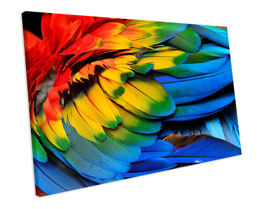 Parrot Feather Animal CANVAS WALL ART Box Framed Picture Print