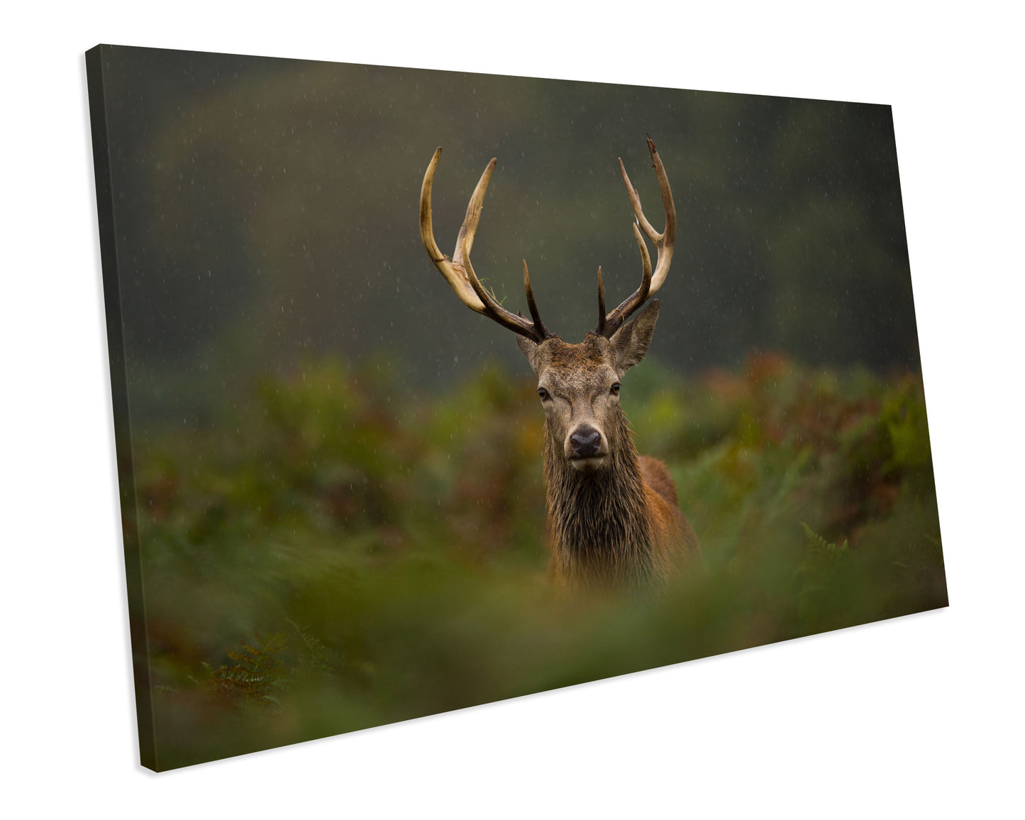 Deer Stag Animal Wildlife CANVAS WALL ART Box Framed Picture Print
