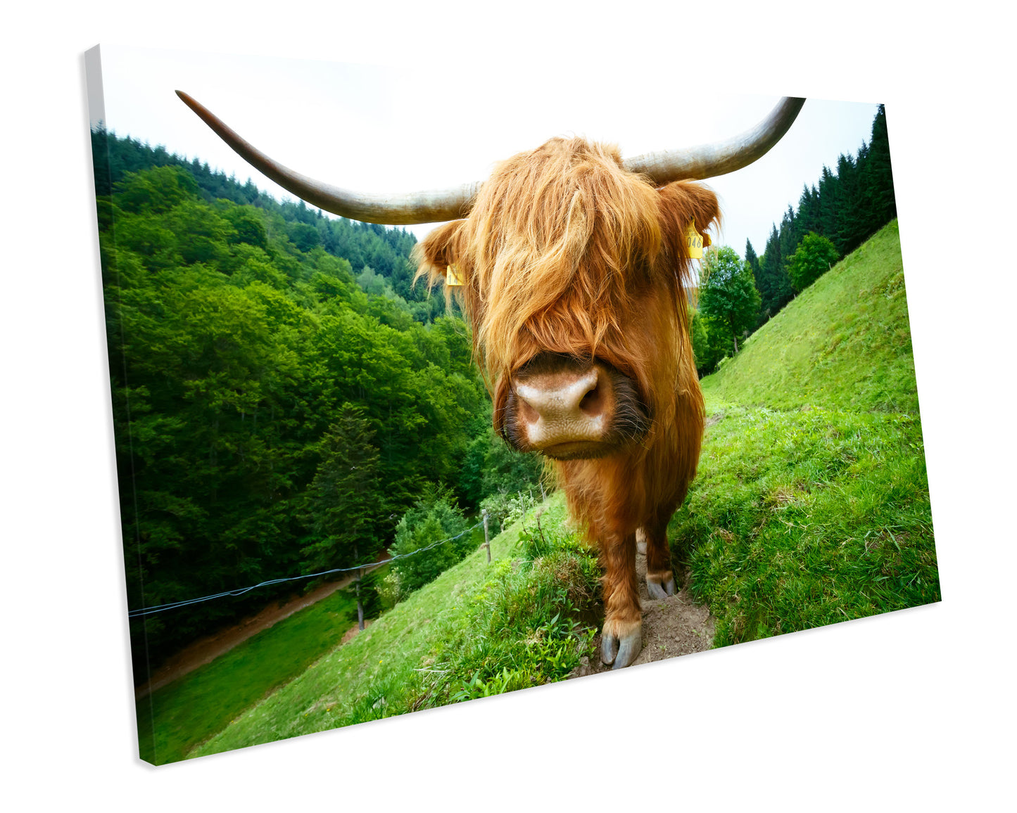Highland Cow Animal Wildlife CANVAS WALL ART Box Framed Picture Print