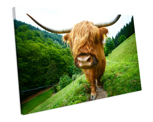 Highland Cow Animal Wildlife CANVAS WALL ART Box Framed Picture Print