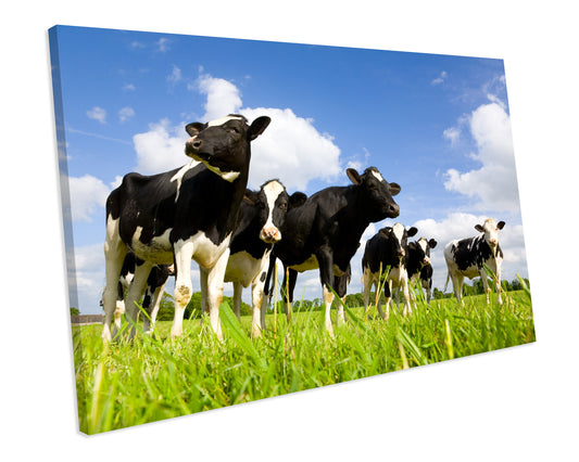 Cows Farm Animal Wildlife CANVAS WALL ART Box Framed Picture Print