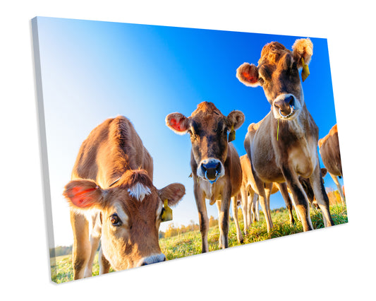 Cows Farm Animal CANVAS WALL ART Box Framed Picture Print