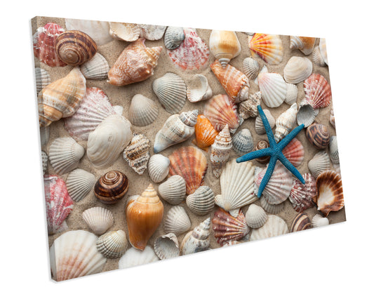 Sea Shells Bathroom CANVAS WALL ART Box Framed Picture