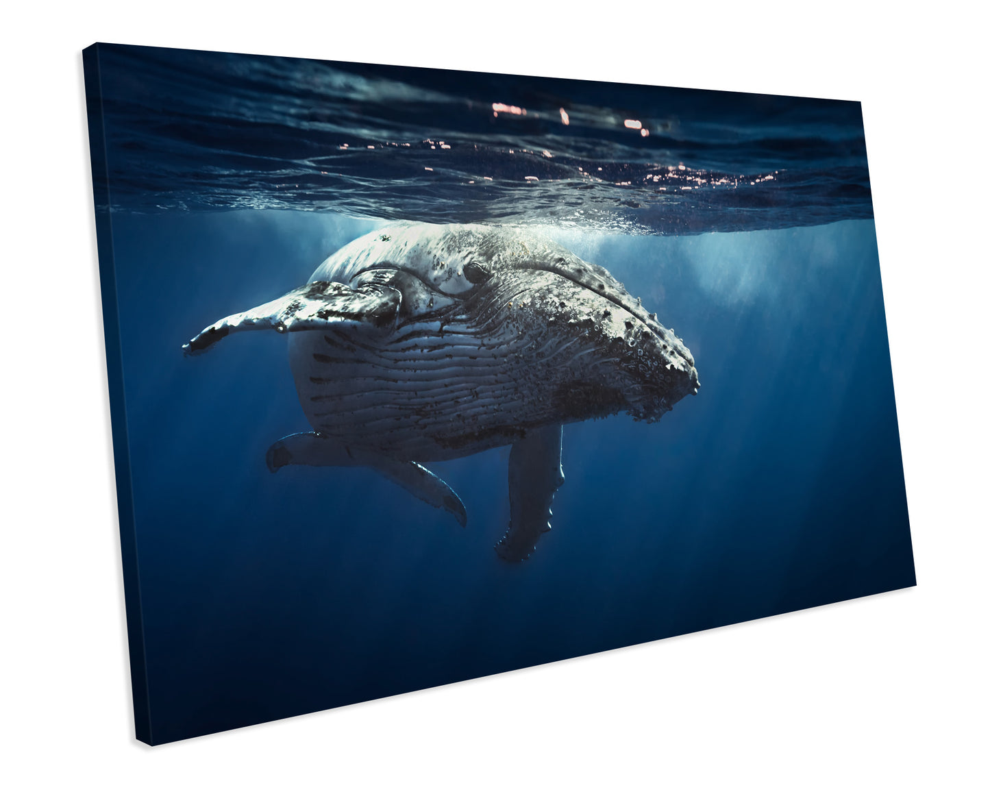 Humpback Whale Animal Wildlife CANVAS WALL ART Box Framed Picture Print