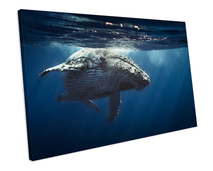 Humpback Whale Animal Wildlife CANVAS WALL ART Box Framed Picture Print