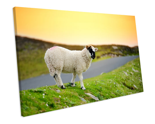 Sheep Farm Animal CANVAS WALL ART Box Framed Picture Print