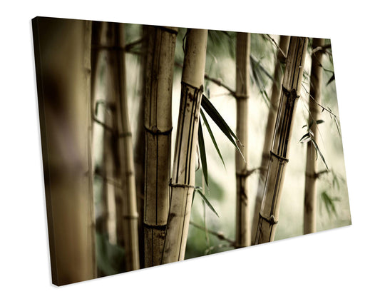 Bamboo Zen CANVAS PRINT Box Framed Wall Art Picture