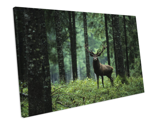 Wild Deer Forest Stag CANVAS WALL ART Box Framed Picture Print