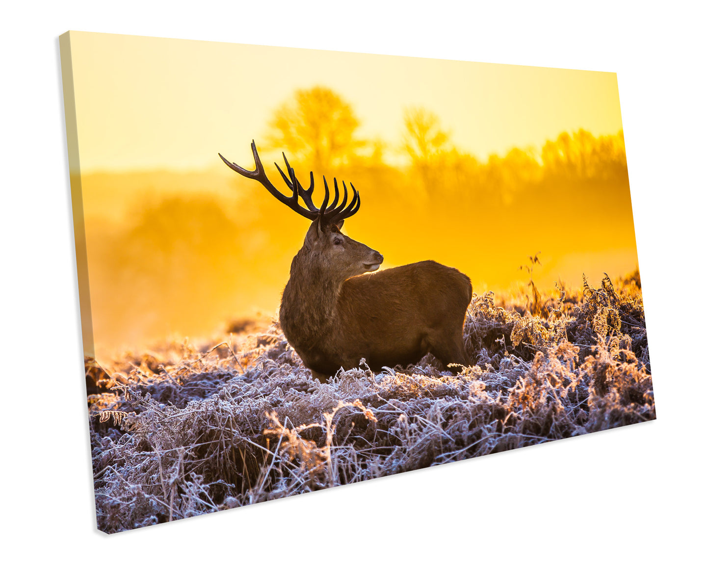 Stag On A Cold Winters Morning Landscape CANVAS WALL ART Box Framed Picture Print