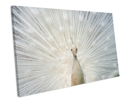Albino Peacock Animal Wildlife CANVAS WALL ART Box Framed Picture Print