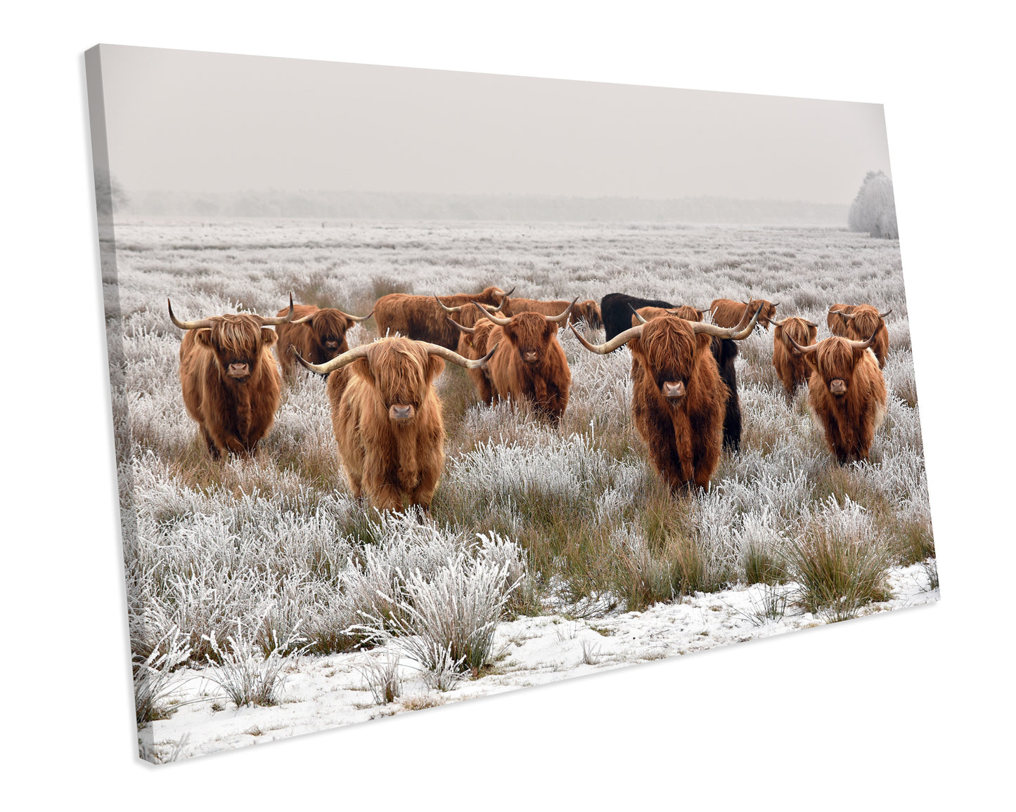 Highland Cows Scottish Winter CANVAS WALL ART Box Framed Picture Print