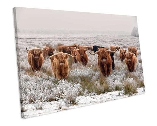 Highland Cows Scottish Winter CANVAS WALL ART Box Framed Picture Print